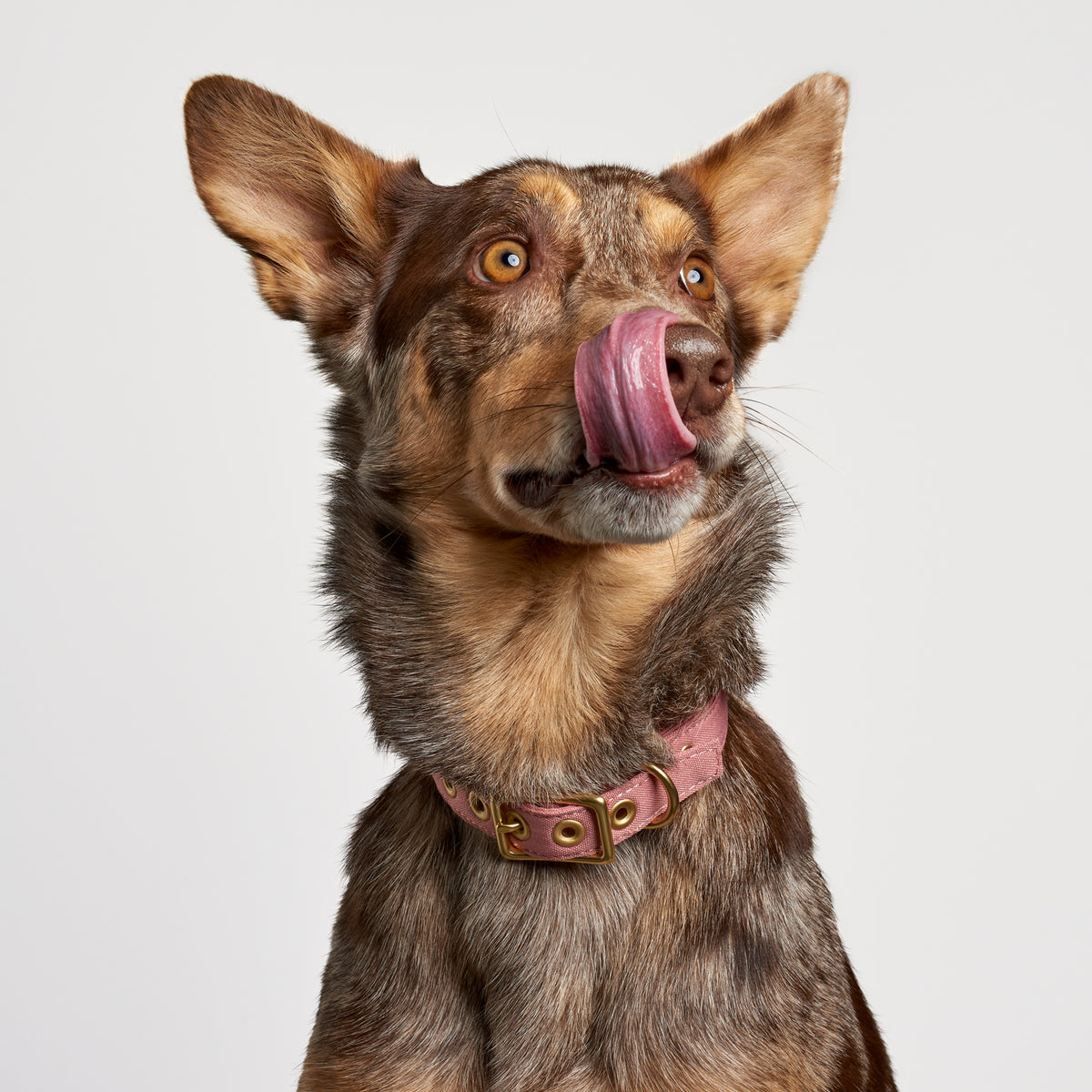 Dusty Pink Recycled Canvas Dog Collar