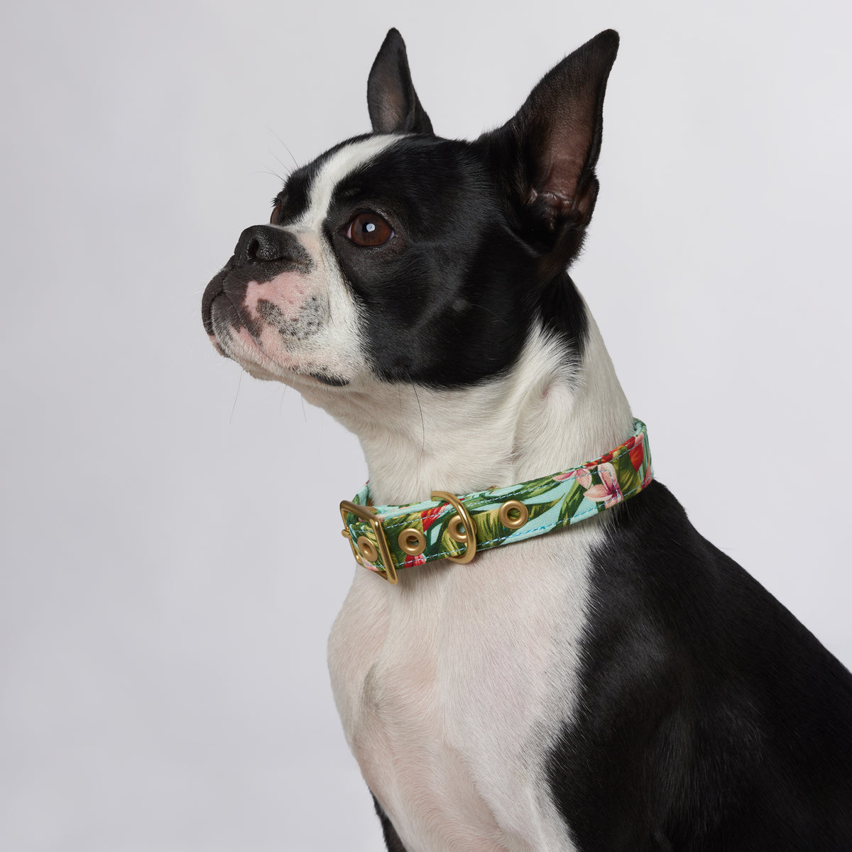 Coastal waterproof hotsell dog collar